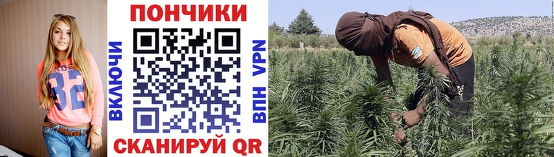 Шишки марихуана планчик Энем
